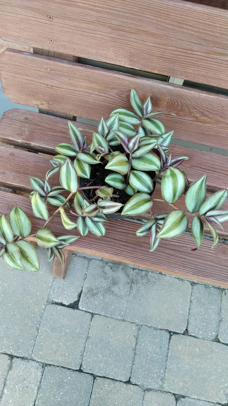 WONDER JEW PLANT thumbnail