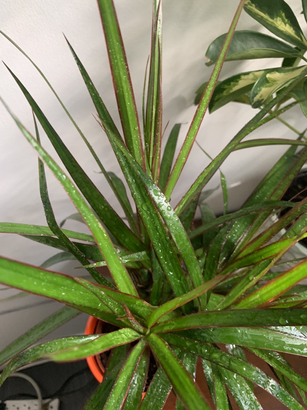 Dragon Tree -Dracaena houseplant🪴  image indicator(7)