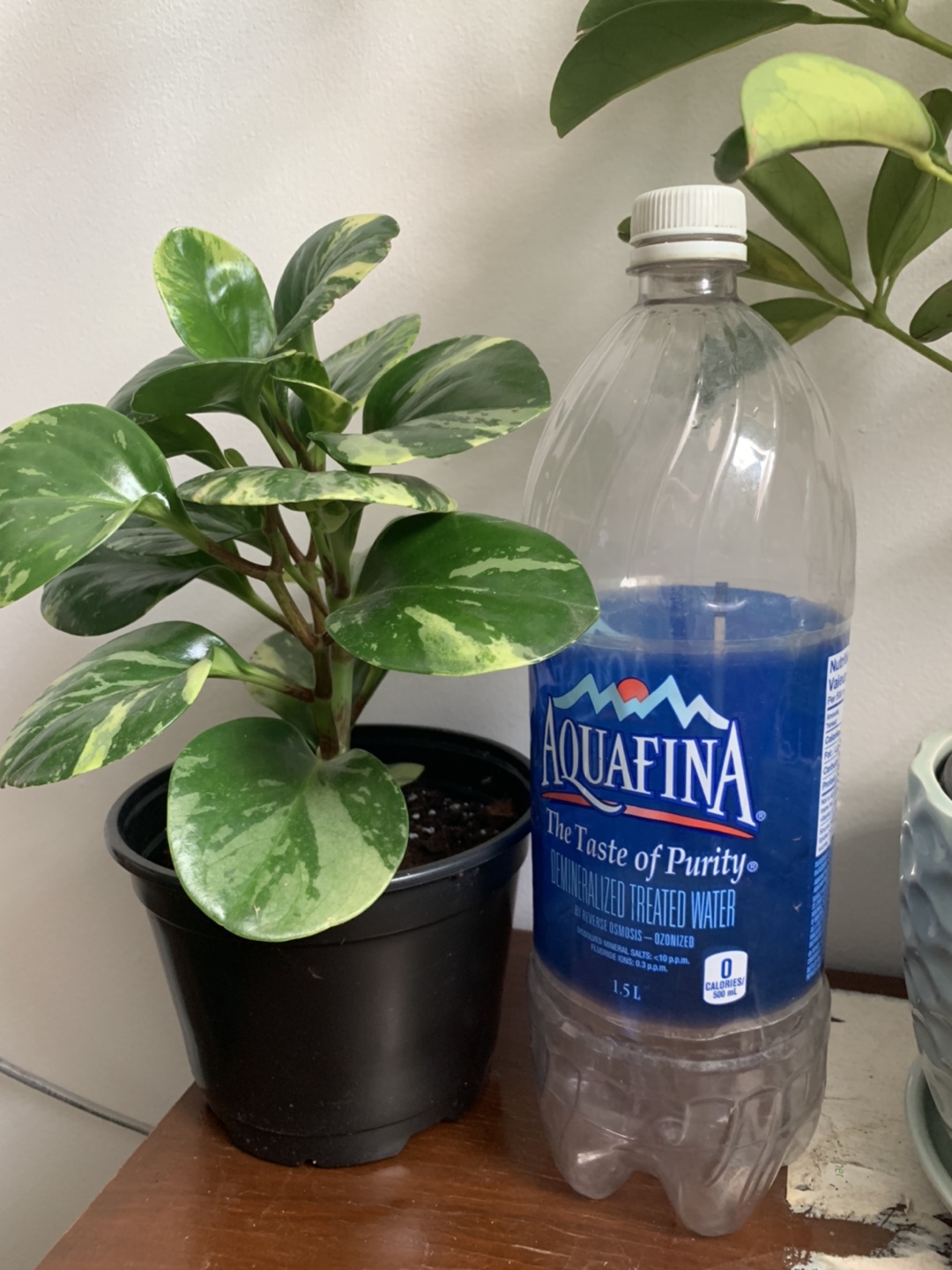 Houseplants bundle image indicator(6)