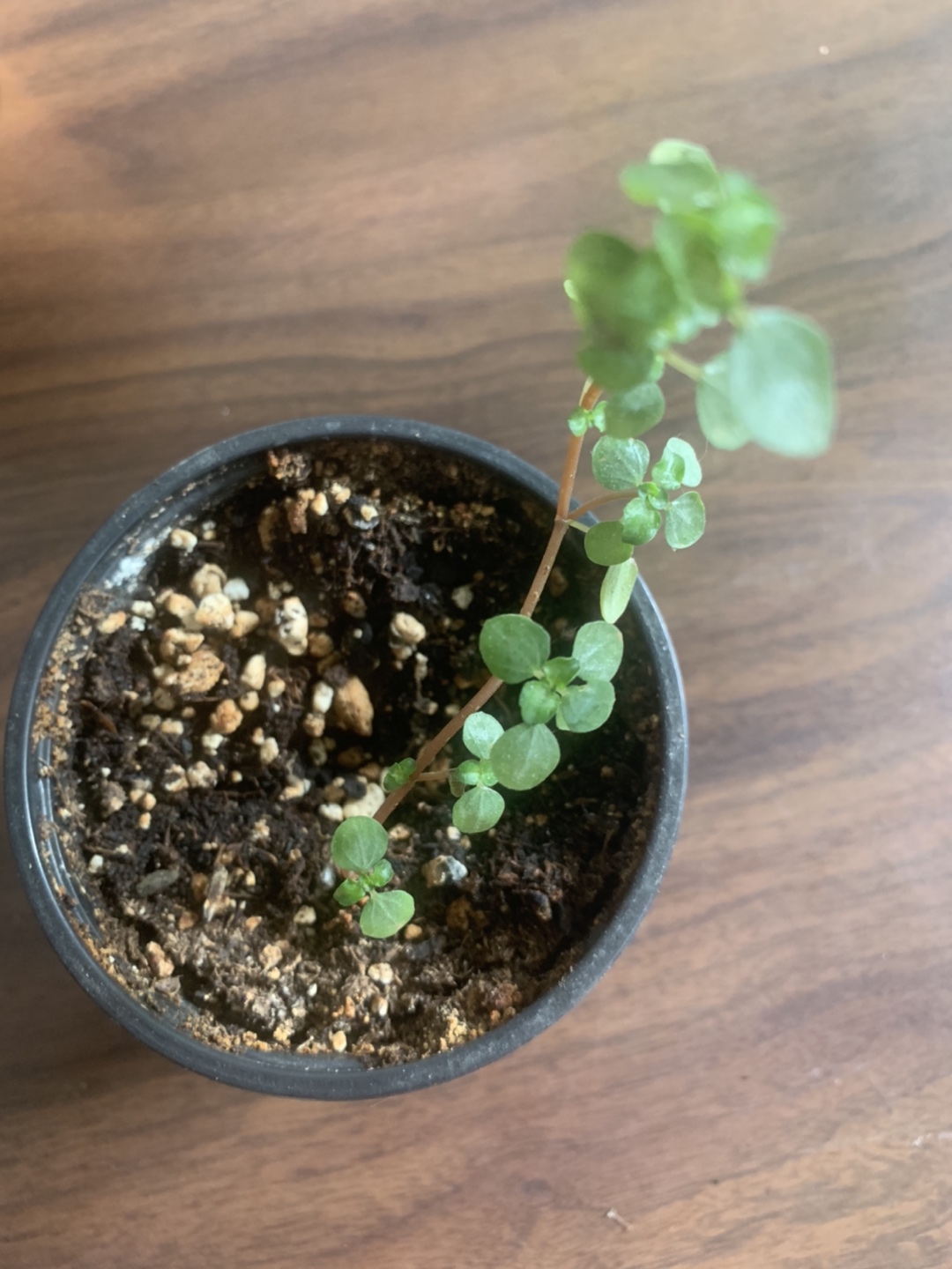 Houseplants bundle image indicator(7)