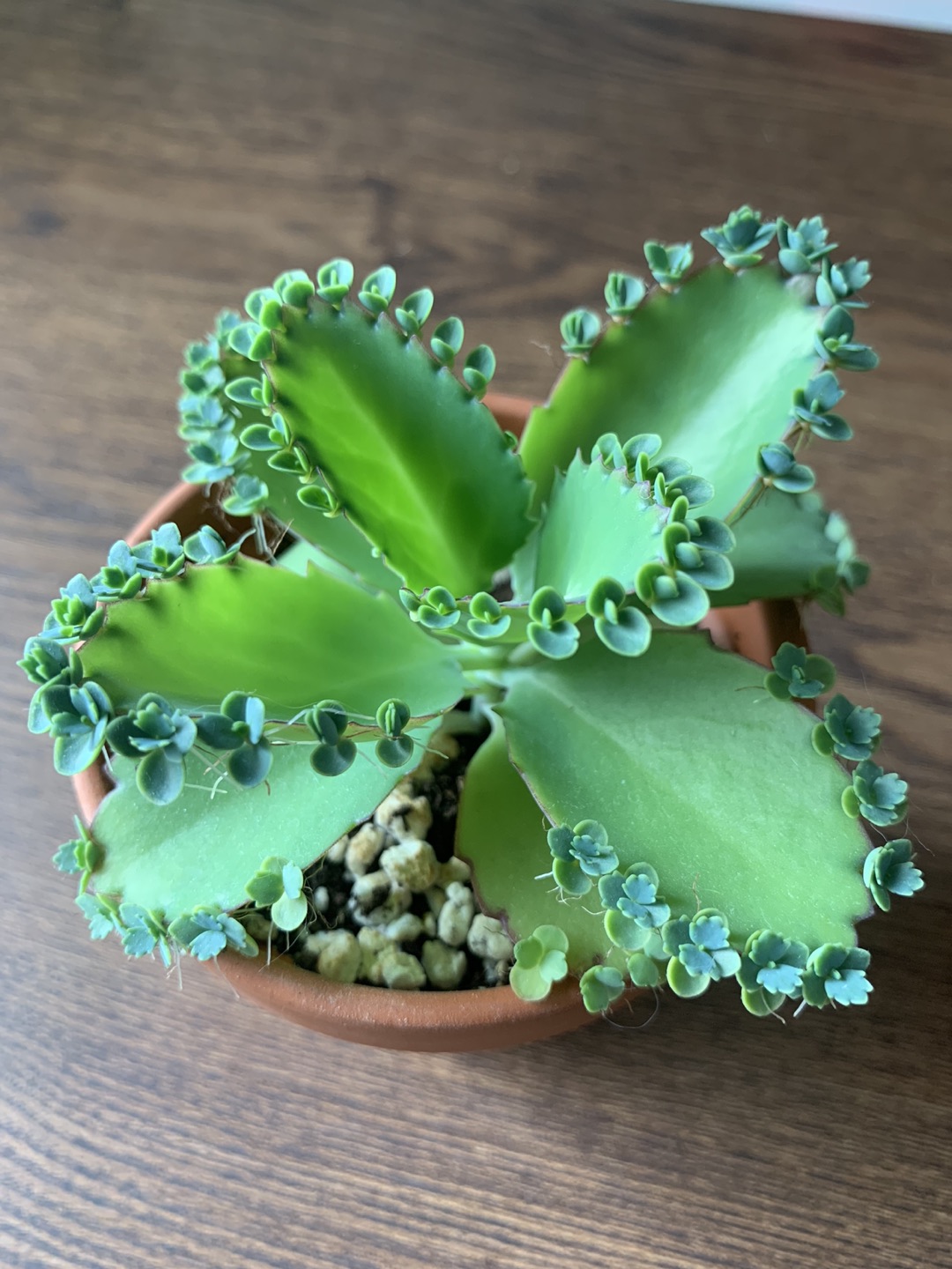 Mother of Thousands  thumbnail