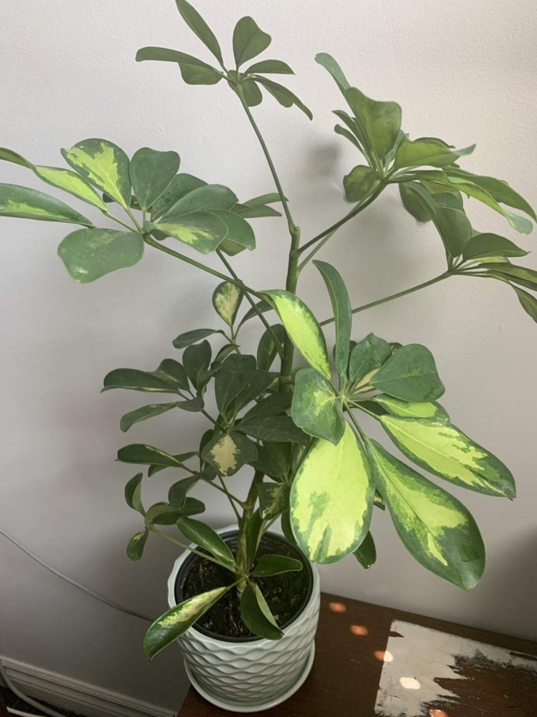  Variegated Schefflera or dwarf Umbrella tree plant 🪴  image indicator(7)
