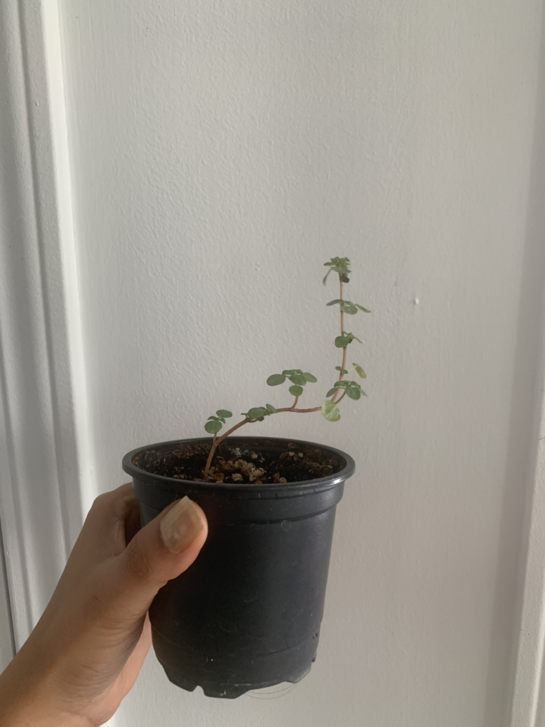 Cute Pilea Glauca-houseplant 🪴 image indicator(2)