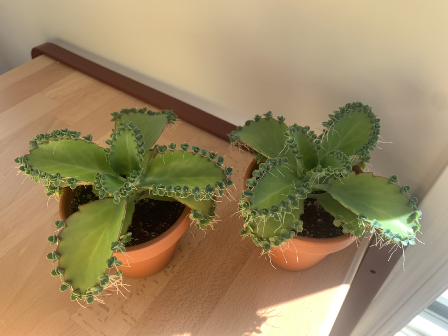 Mother of thousands thumbnail