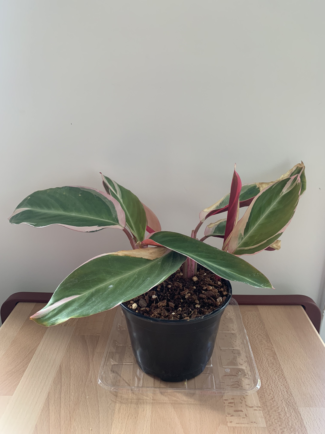 Tricolor Stromanthe thumbnail