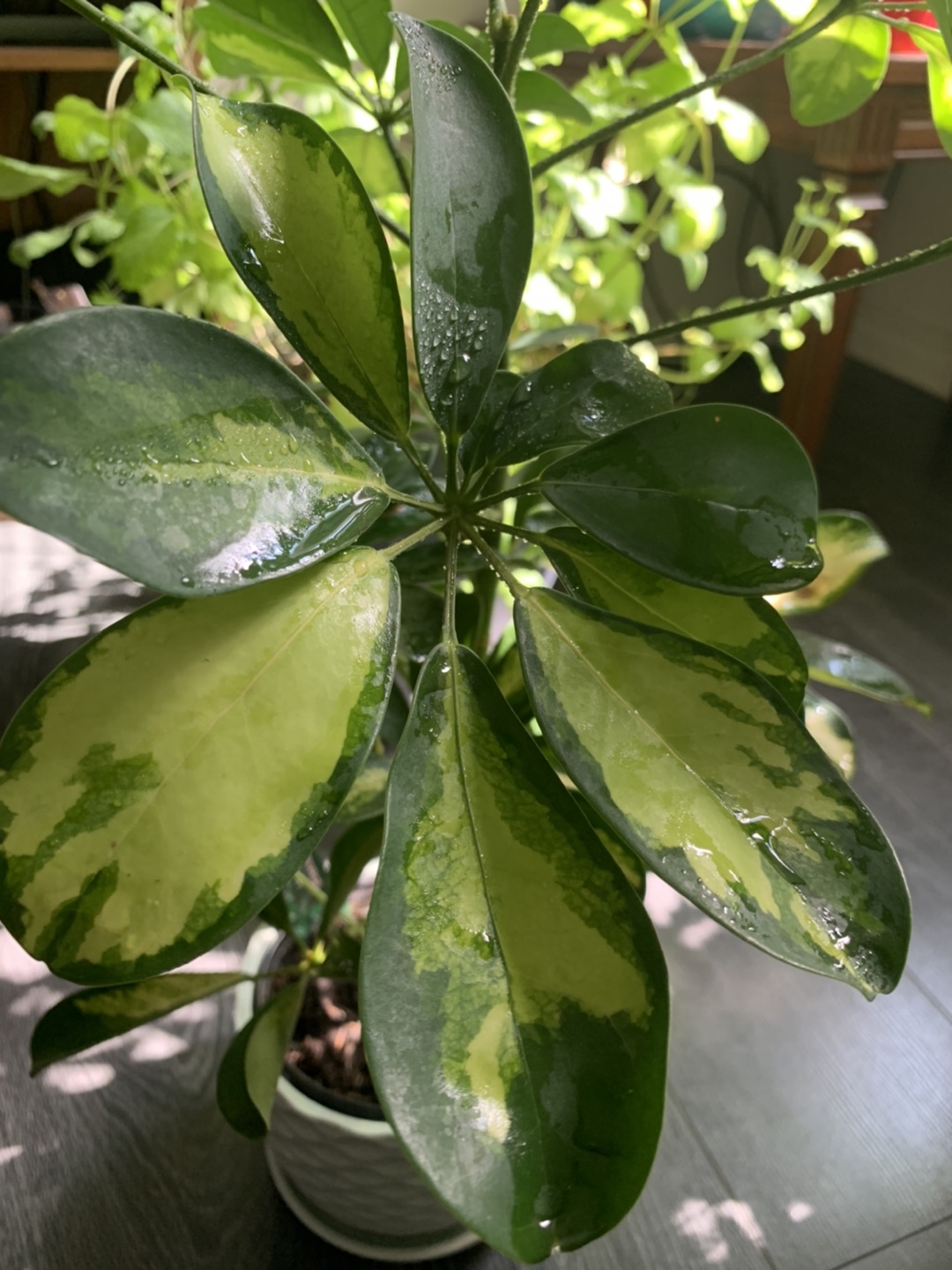  Variegated Schefflera or dwarf Umbrella tree plant 🪴  image indicator(4)