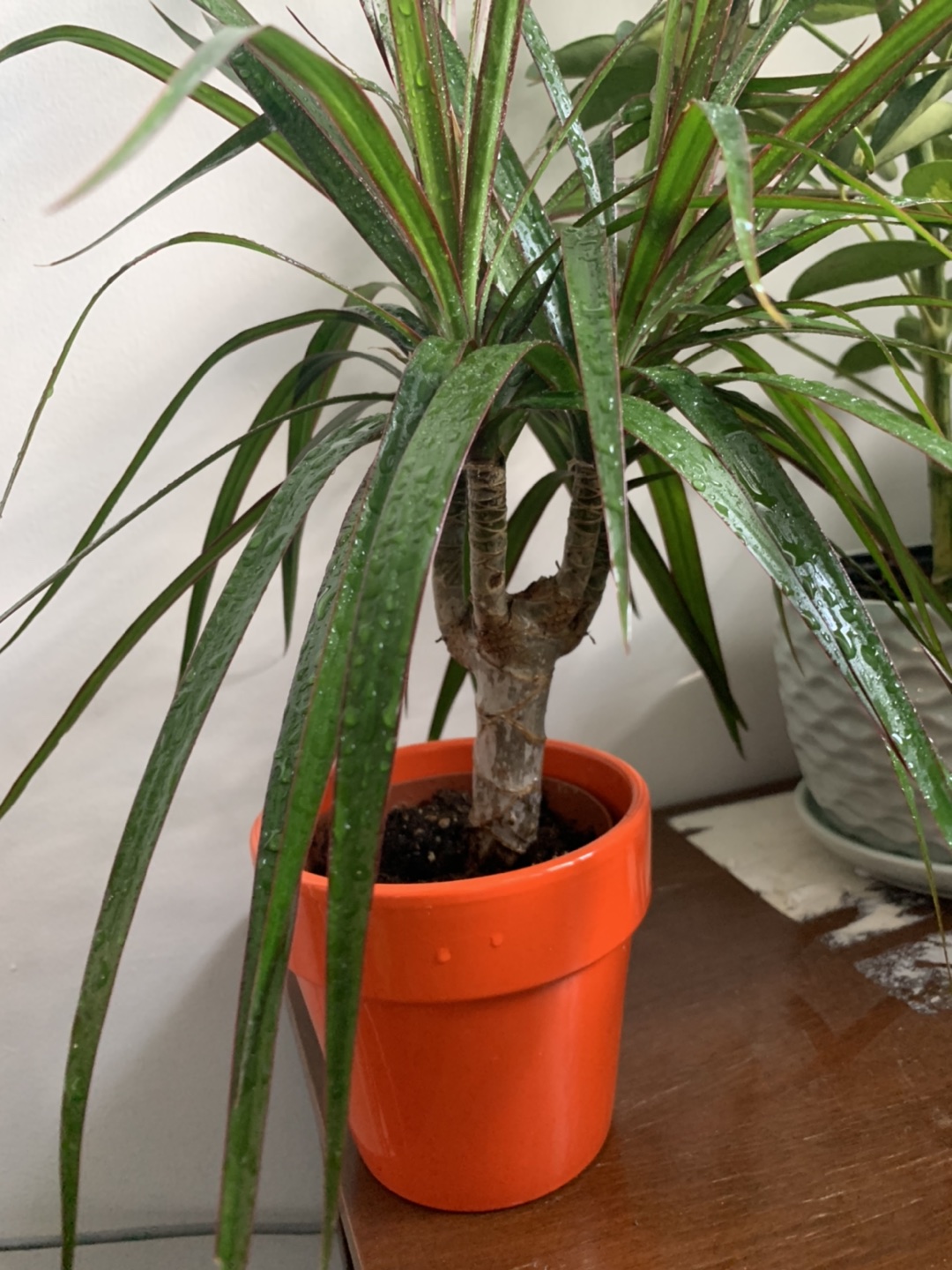 Dragon Tree -Dracaena houseplant🪴  image indicator(8)