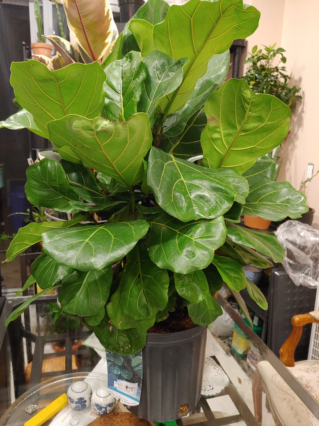 Fiddle Leaf Fig (9" pot)