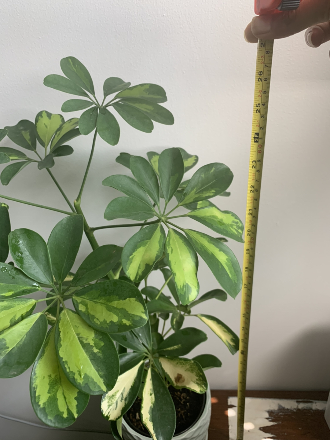  Variegated Schefflera or dwarf Umbrella tree plant 🪴  image indicator(5)
