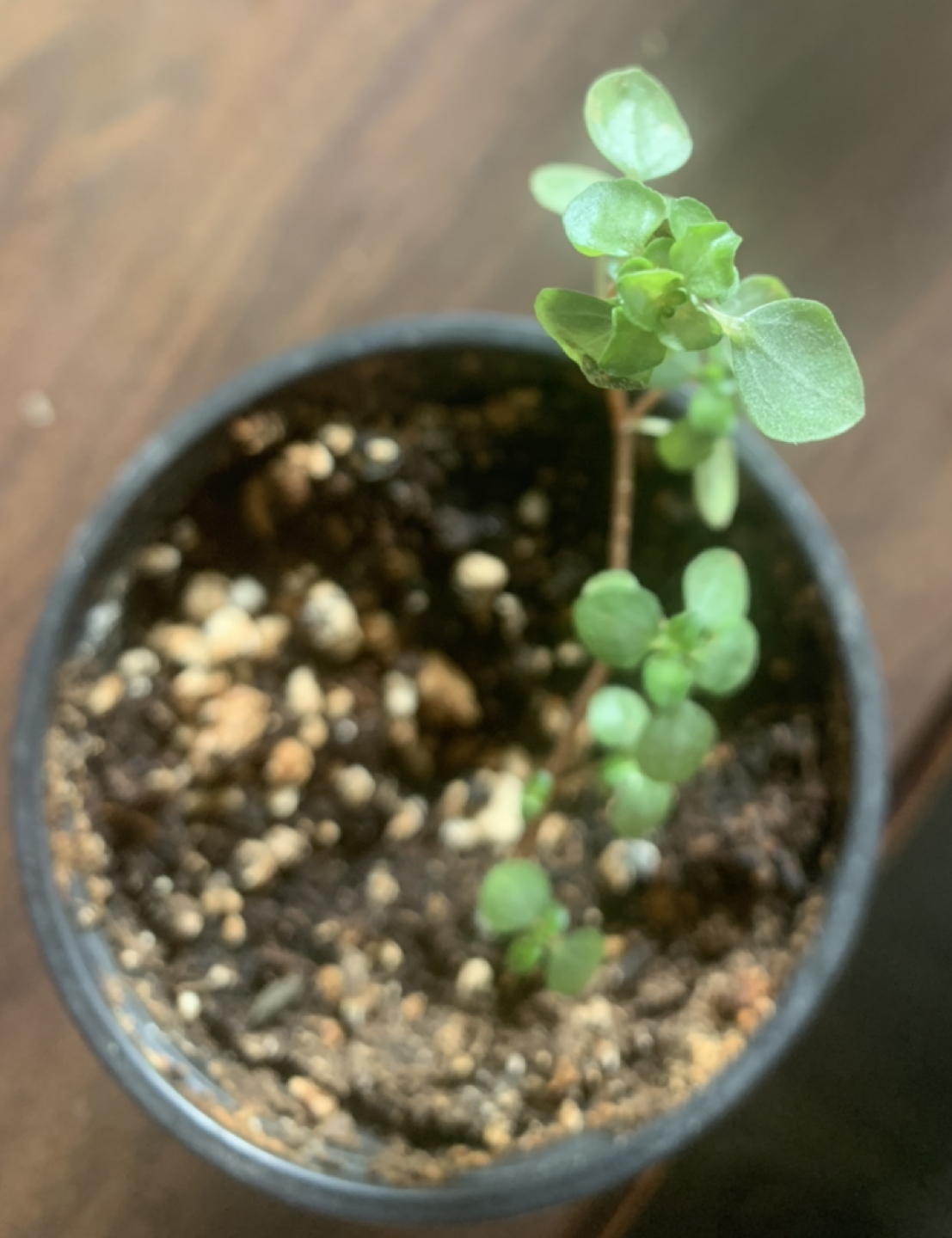 Cute Pilea Glauca-houseplant 🪴 image indicator(3)