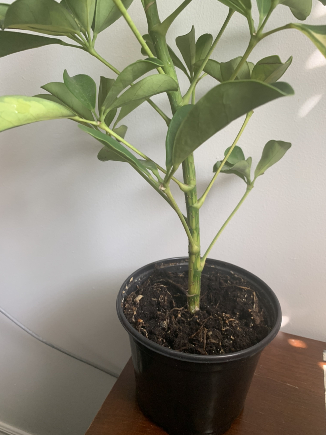  Variegated Schefflera or dwarf Umbrella tree plant 🪴  image indicator(6)