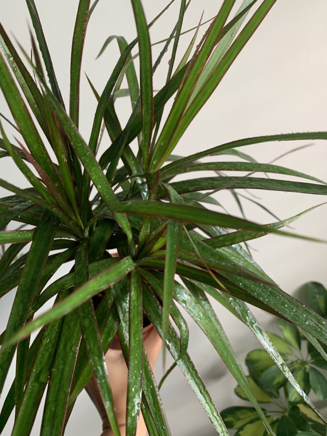 Dragon Tree -Dracaena houseplant🪴  image indicator(2)