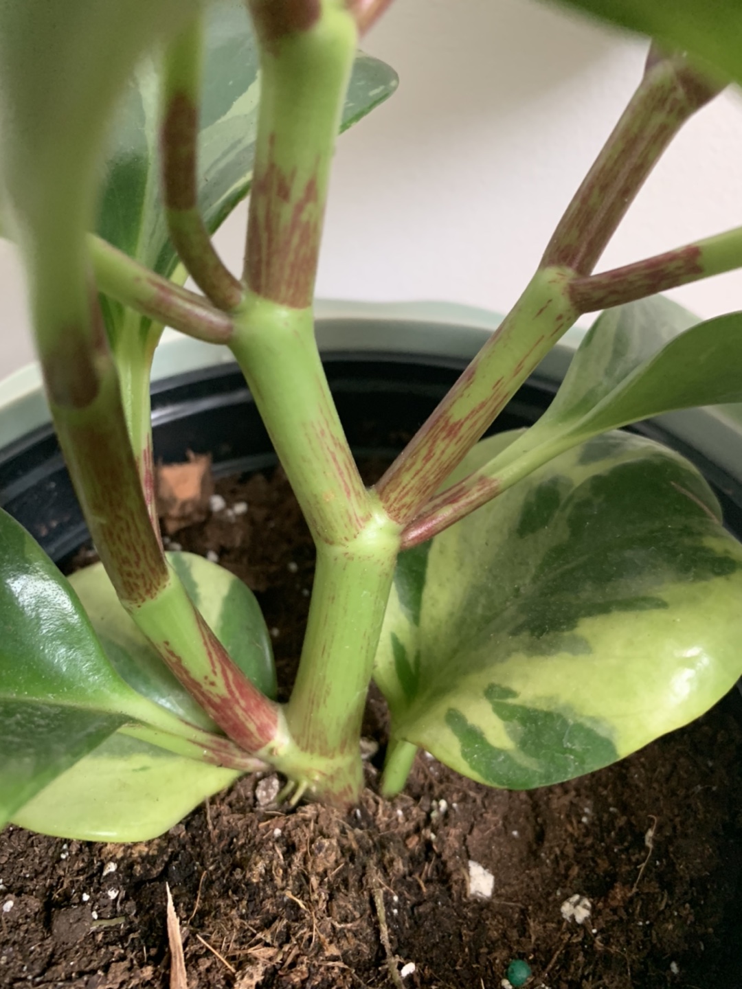 Baby Rubber plant-Peperomia houseplant 🪴  image indicator(4)