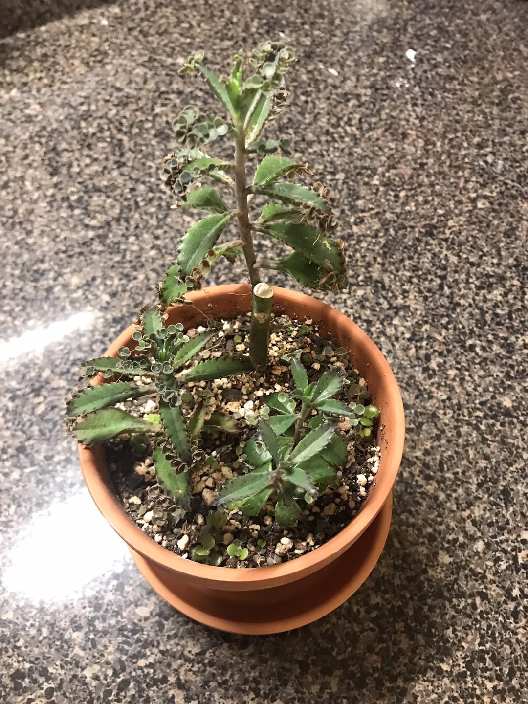 Mother of Millions Succulent Plant thumbnail