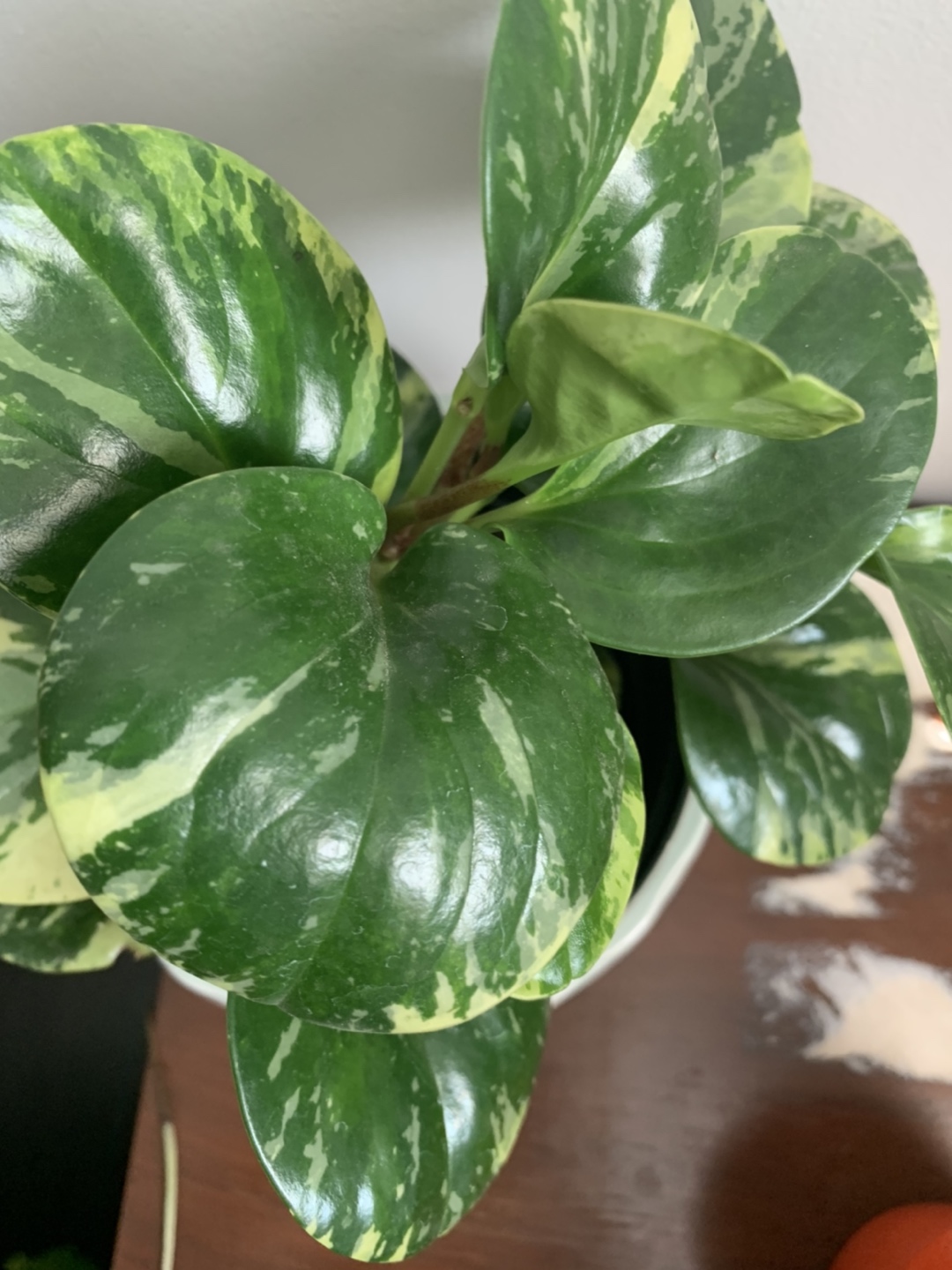 Baby Rubber plant-Peperomia houseplant 🪴  image indicator(3)