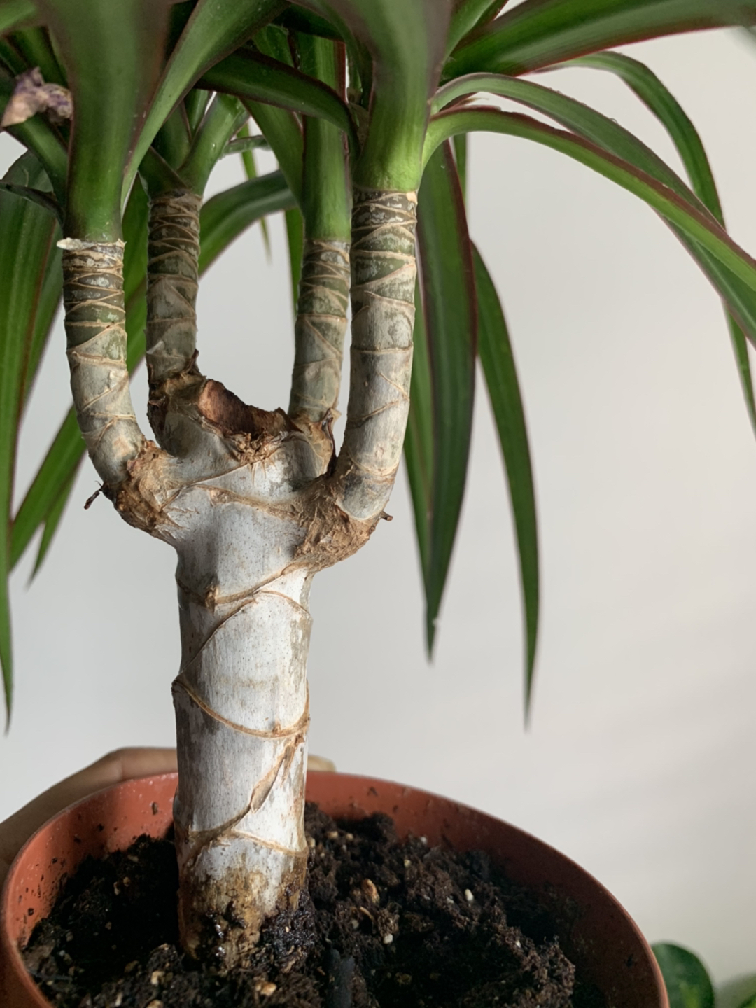 Dragon Tree -Dracaena houseplant🪴  image indicator(3)