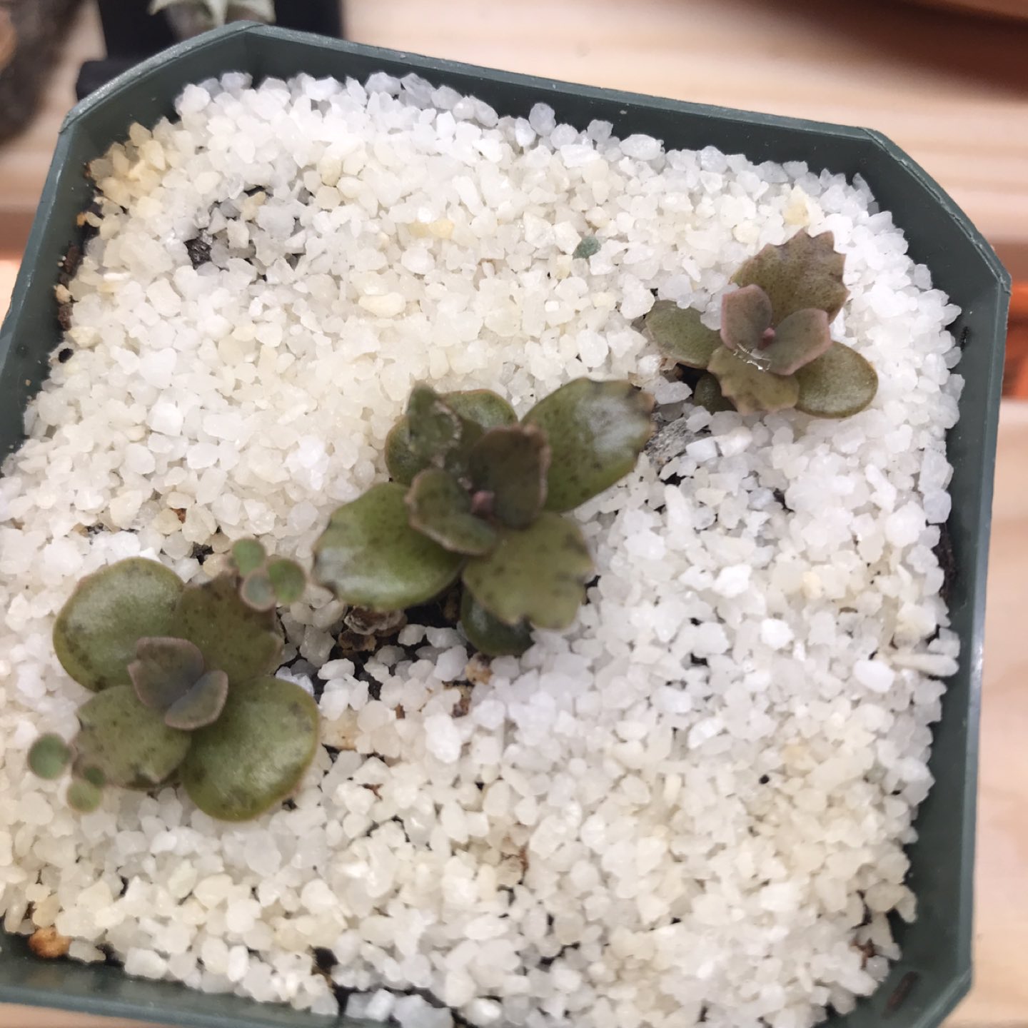 Succulent - Mother of Millions thumbnail
