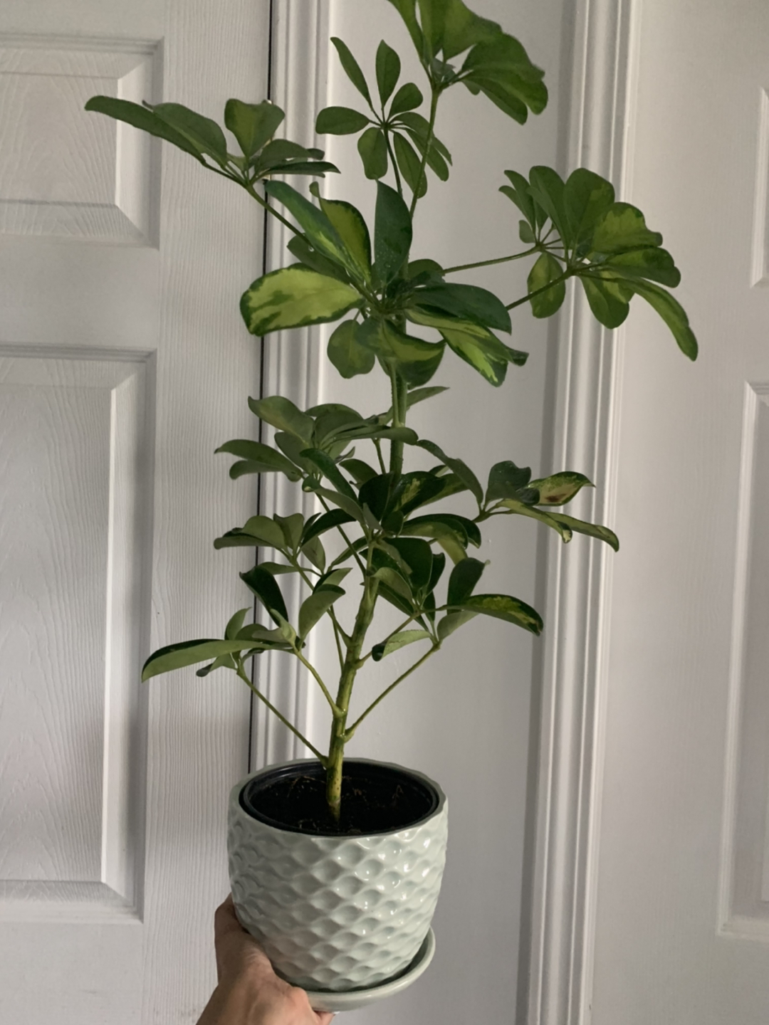 Houseplants bundle image indicator(4)