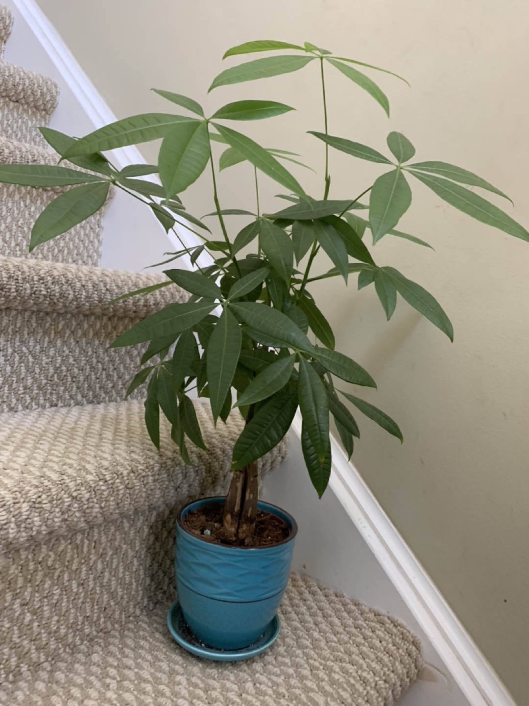 Money tree thumbnail