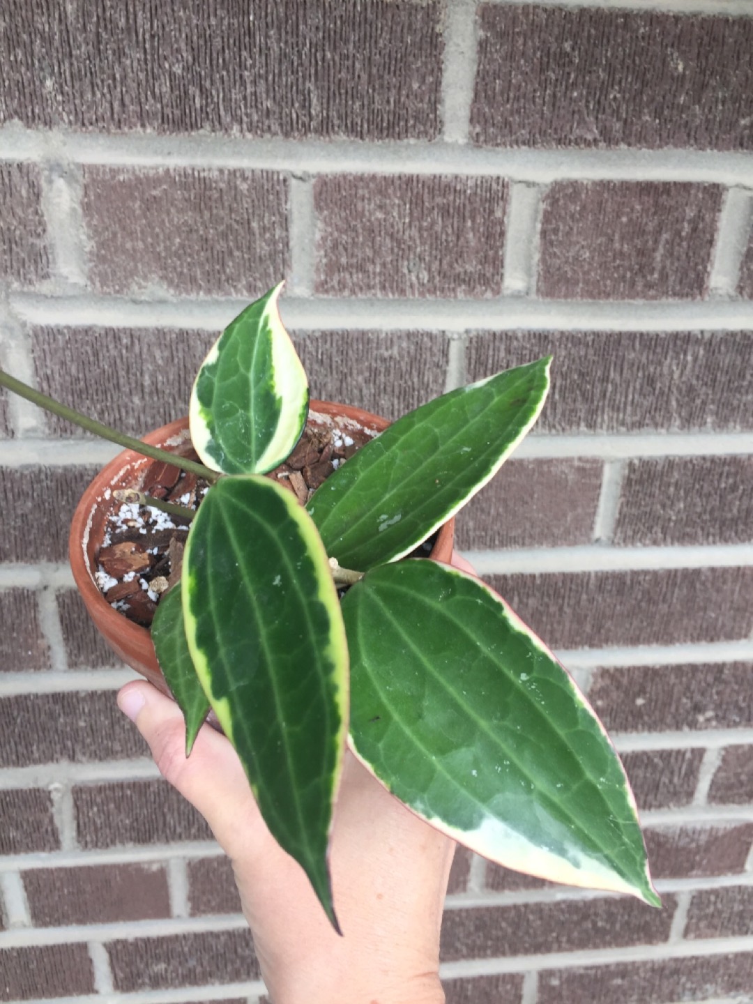 Hoya Latifolia Plant - photo 3