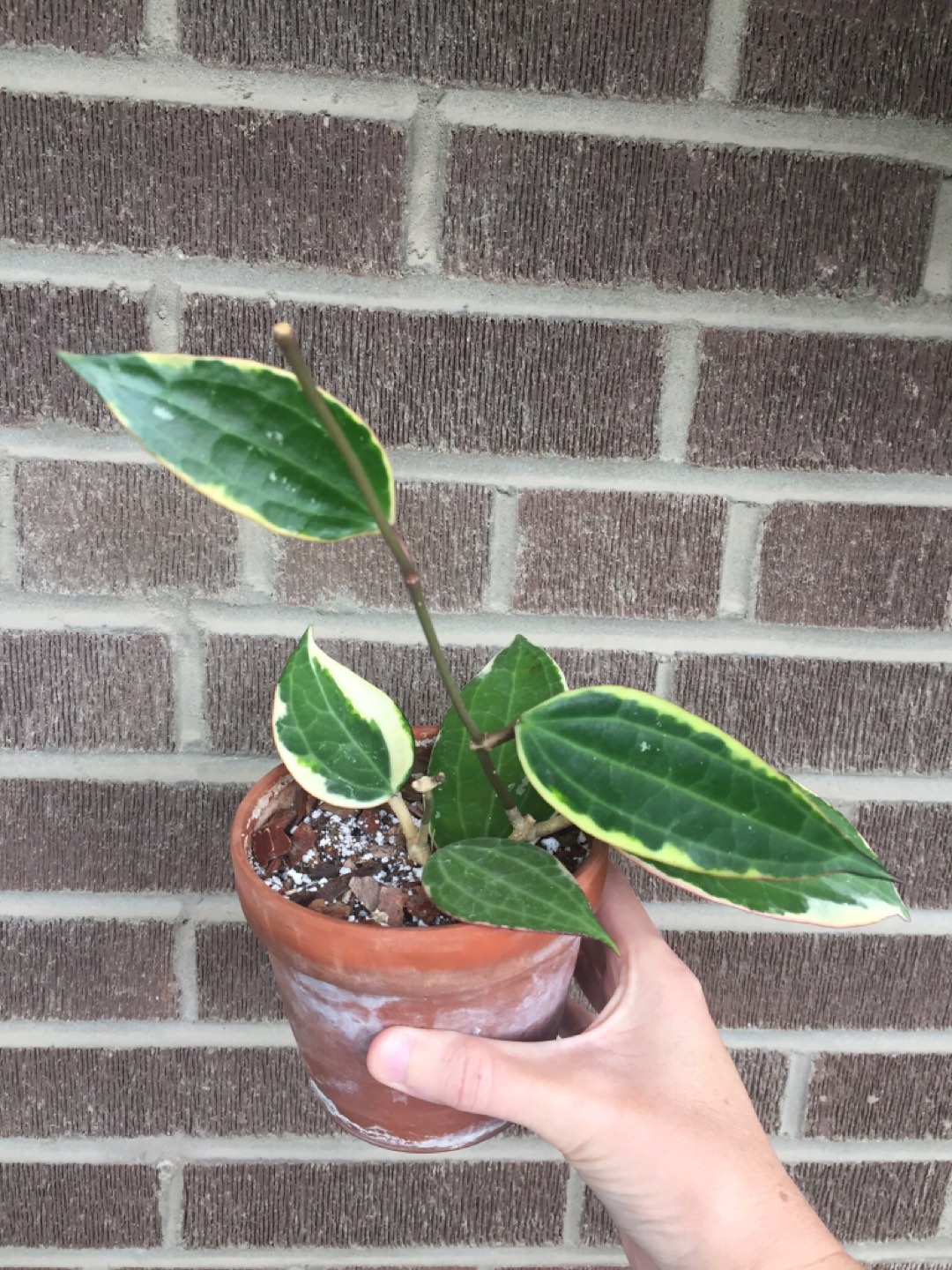 Hoya Latifolia Plant