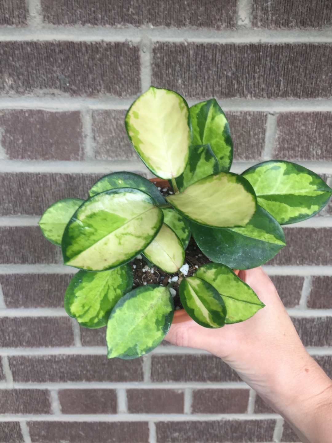 Hoya Australis Lisa Plant thumbnail