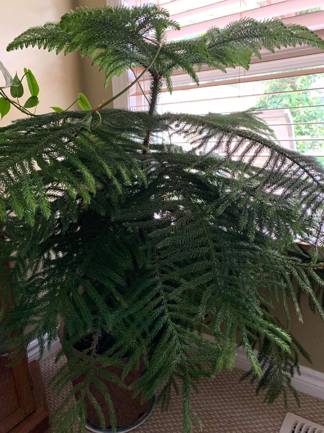 House plant thumbnail