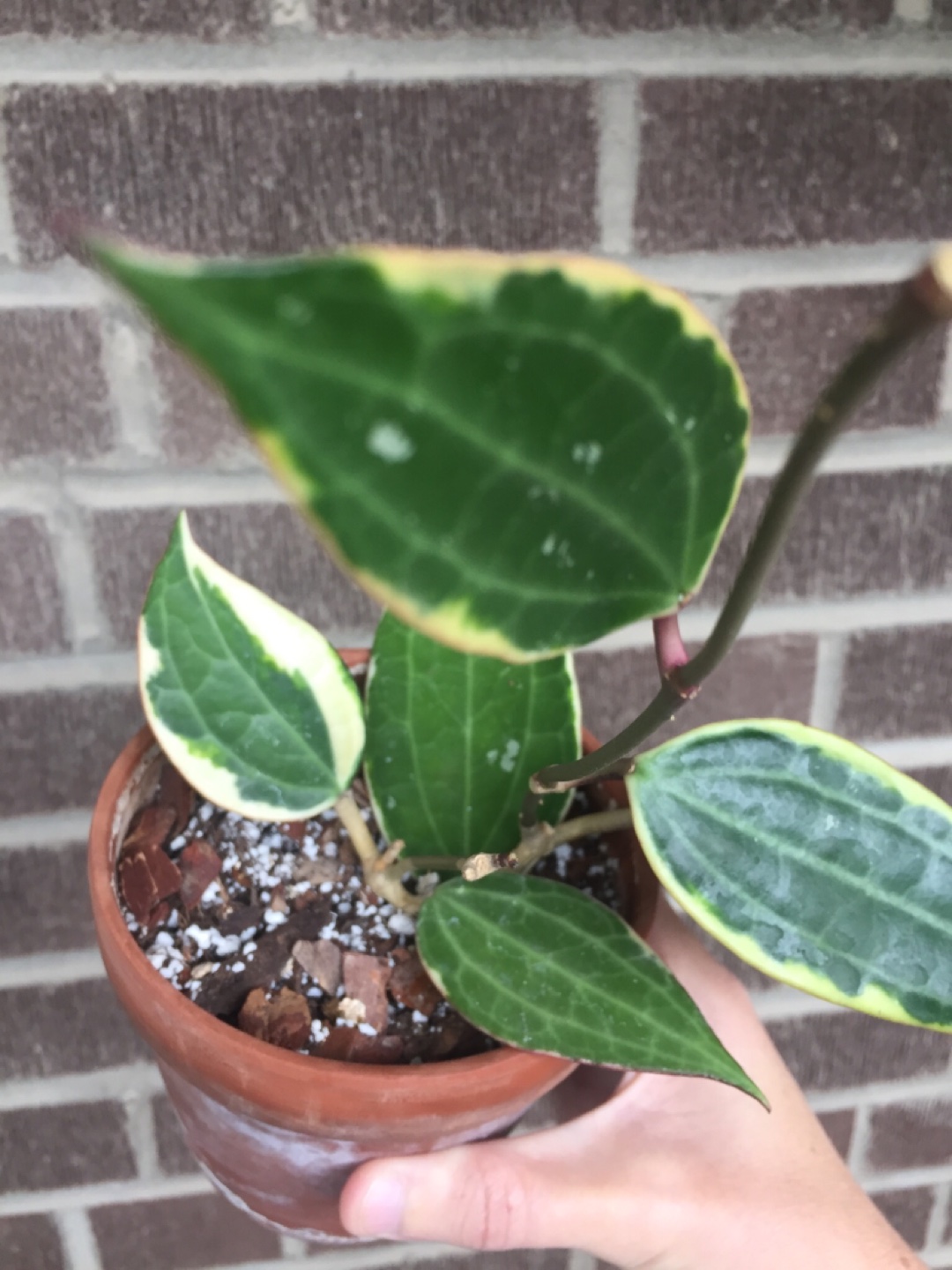 Hoya Latifolia Plant - photo 2