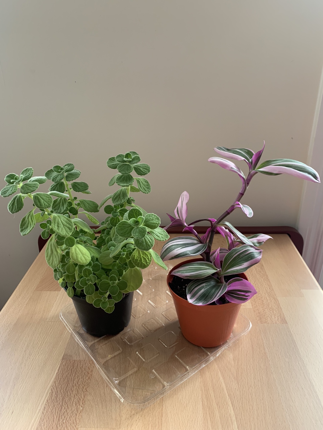 Plants for sale thumbnail