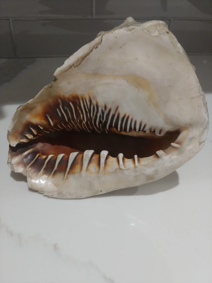 large king helmet shell. thumbnail