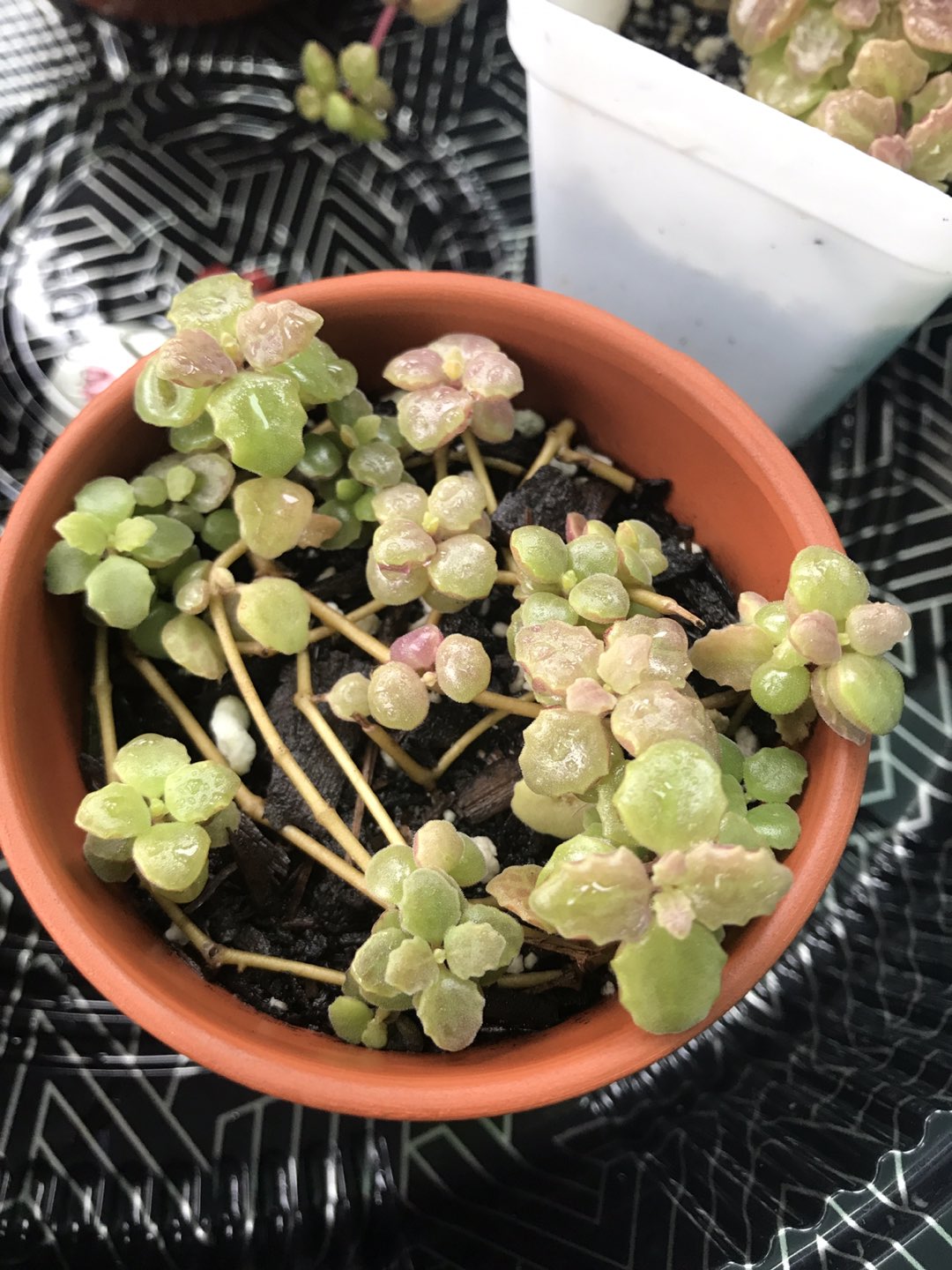 Rare succulent plant— Pillow Plant (Tangle Hearts) thumbnail