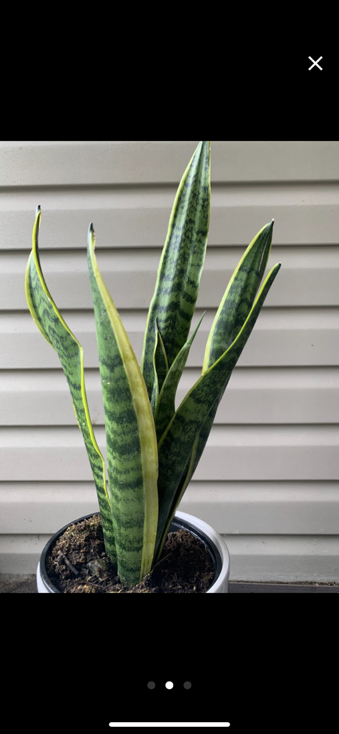 Houseplants bundle image indicator(8)