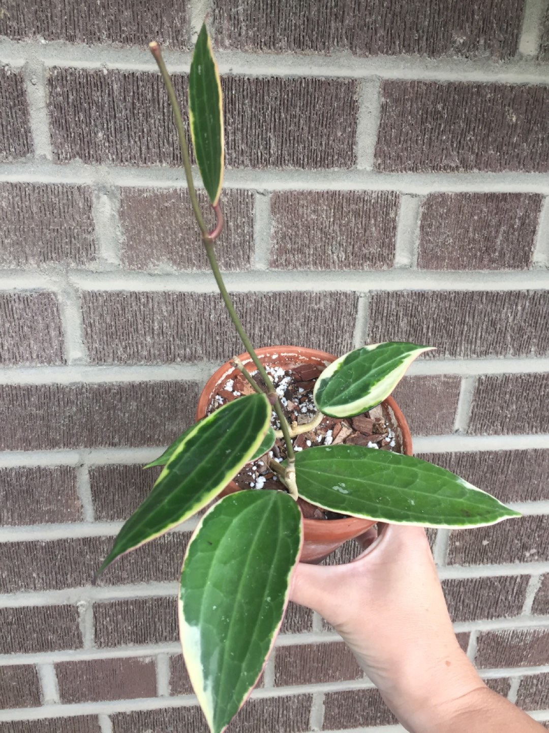 Hoya Latifolia Plant - photo 4