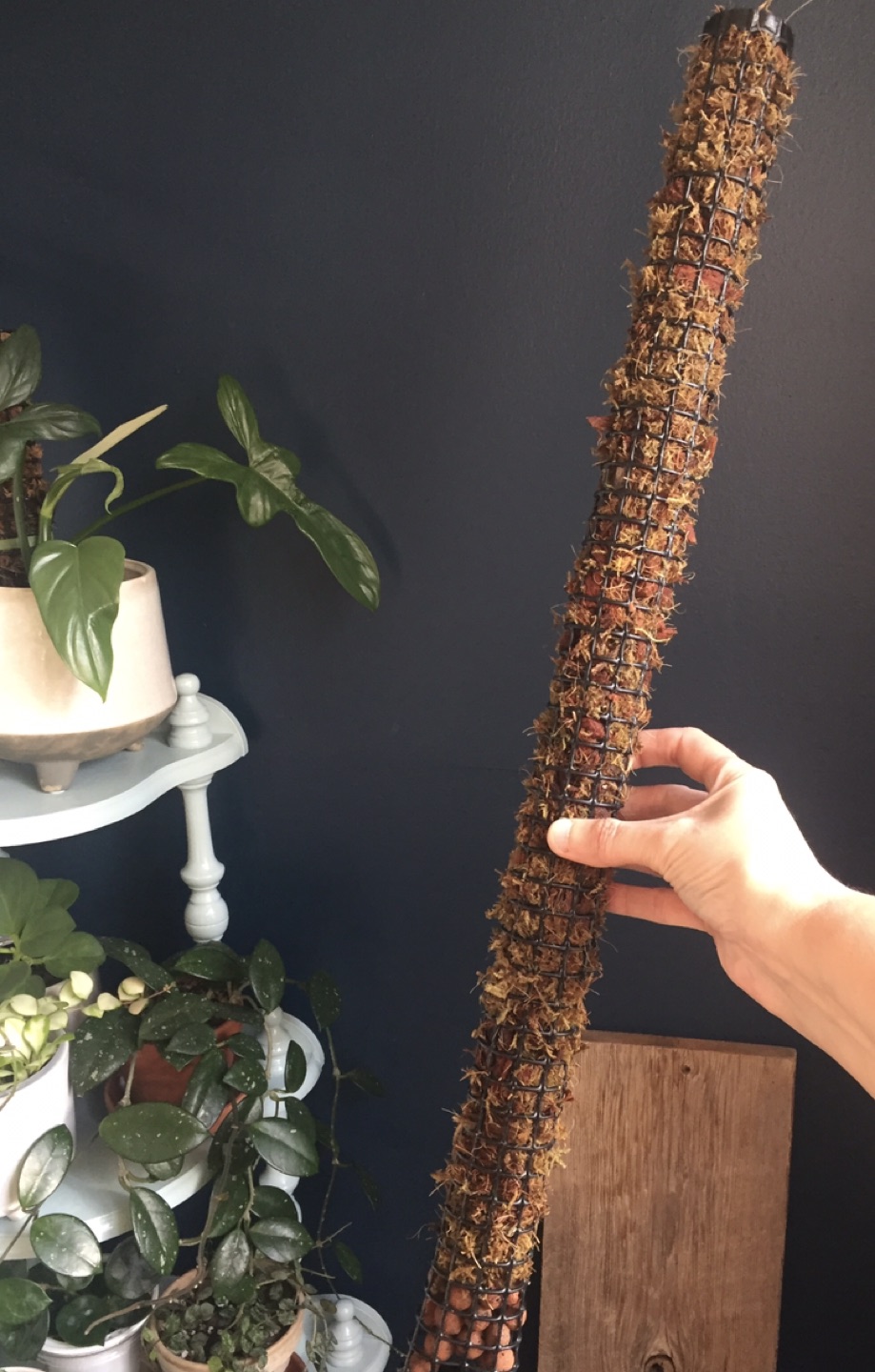 Forest Moss Poles for Plants - photo 4