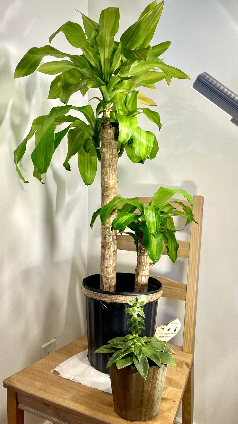 Dracaena and succulent