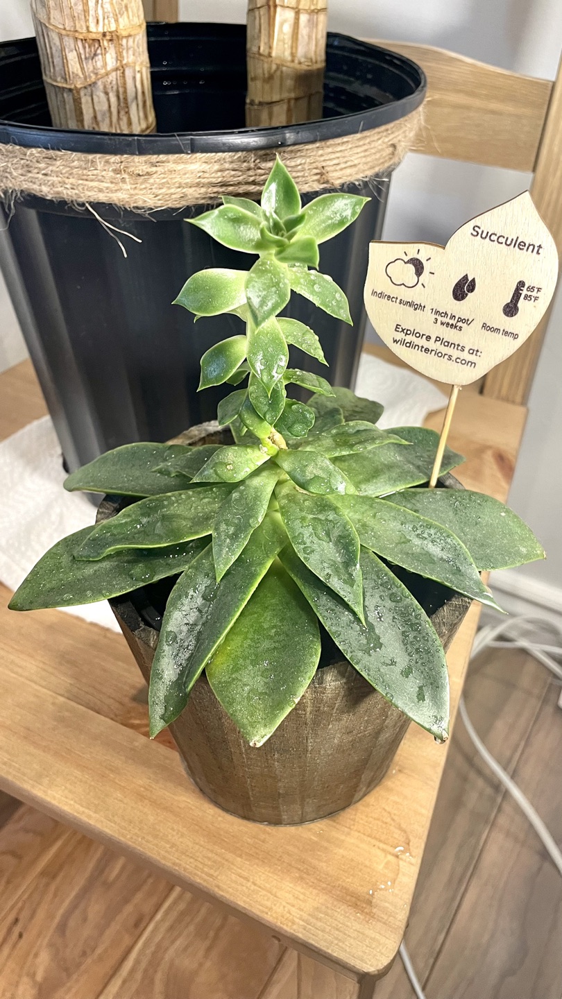 Dracaena and succulent - photo 2