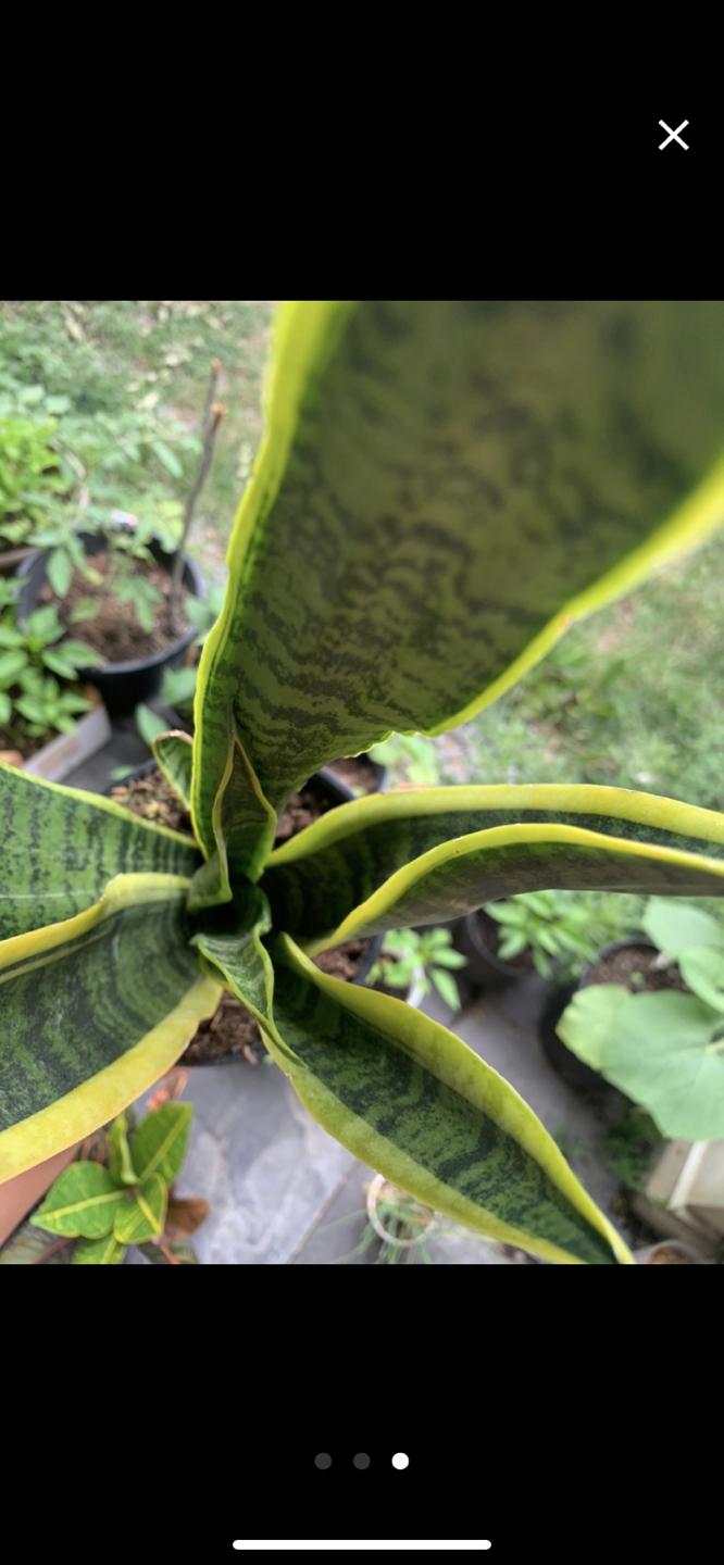 Houseplants bundle image indicator(10)