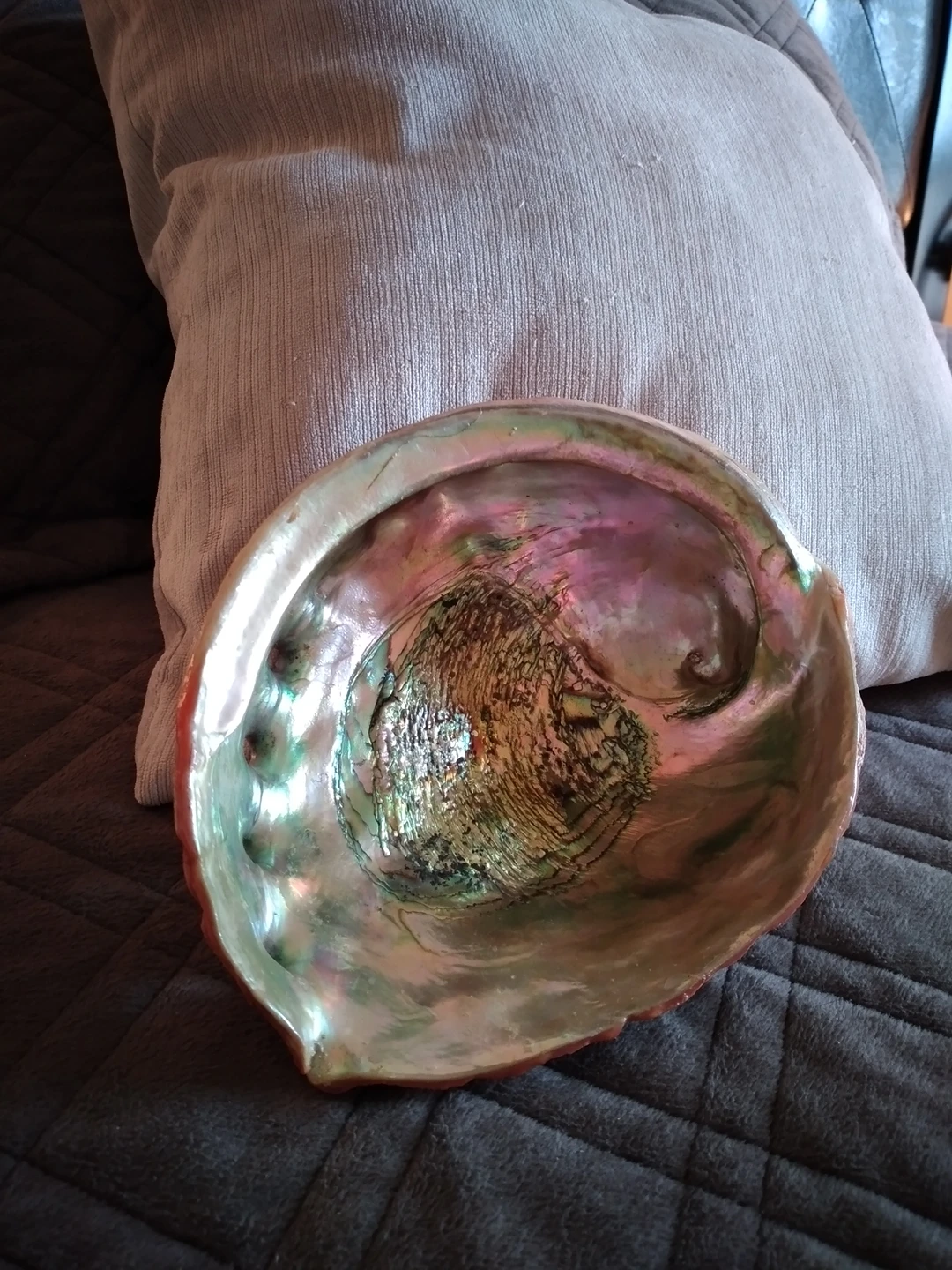 Large Beautiful Conch Shell (bowl) thumbnail