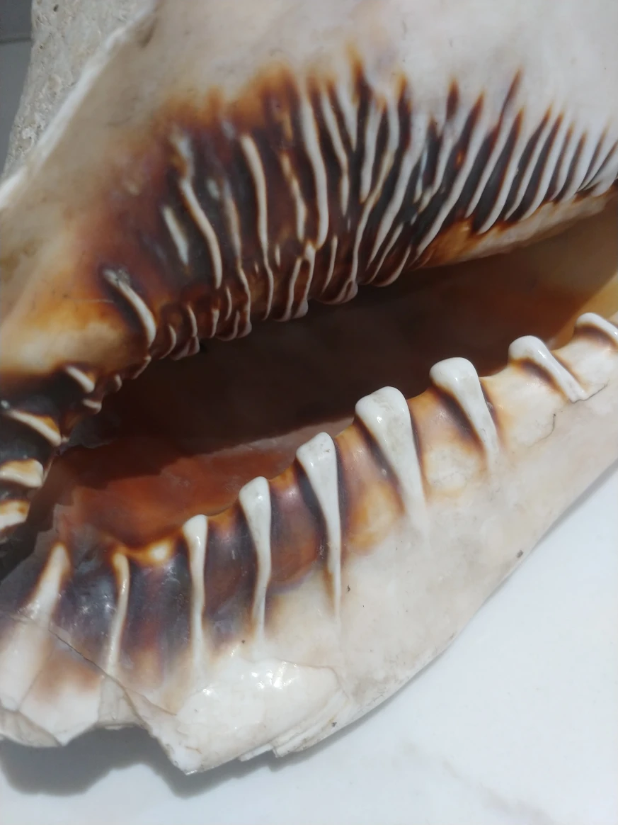 large king helmet shell. image indicator(2)