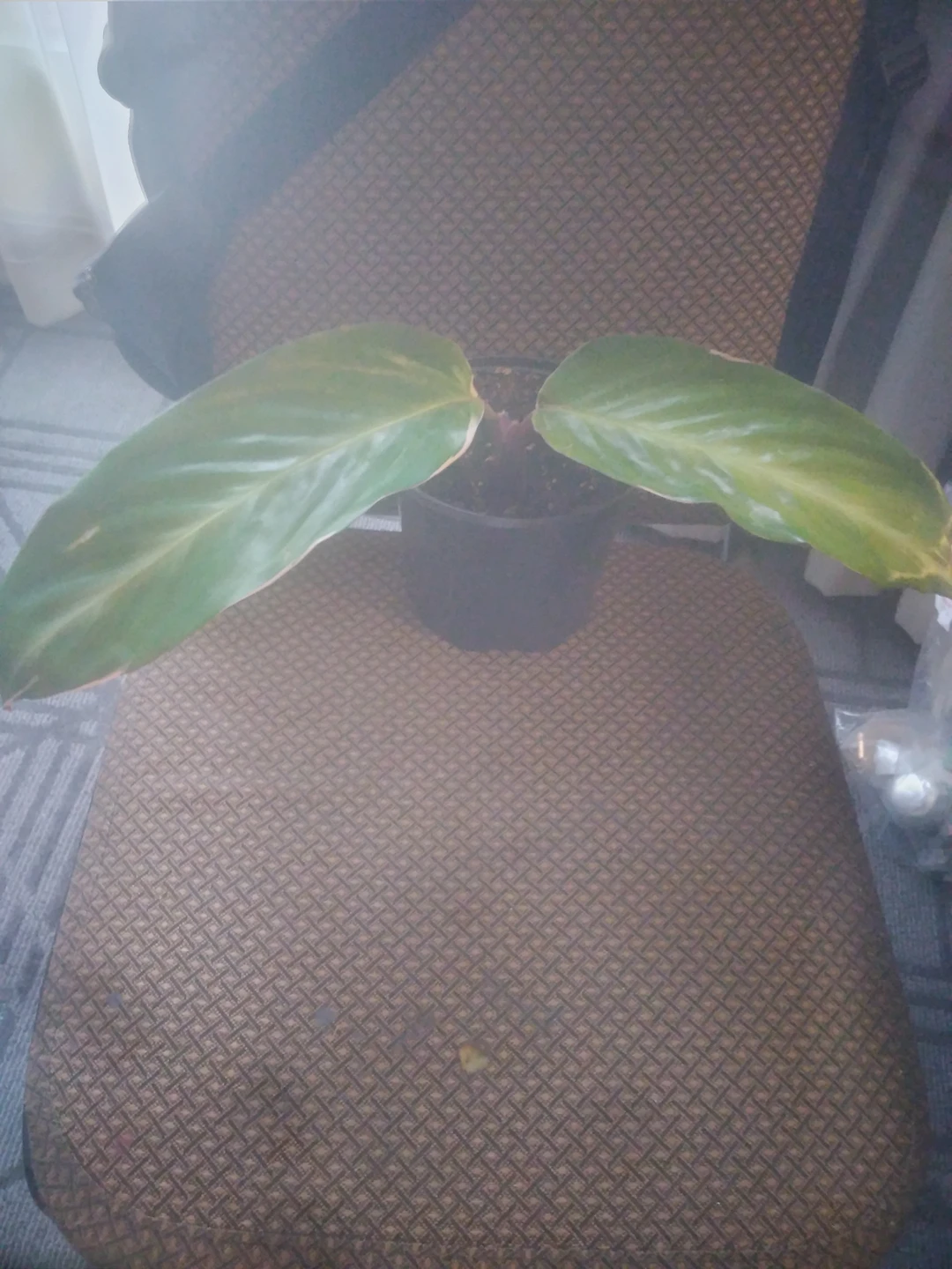 plant thumbnail