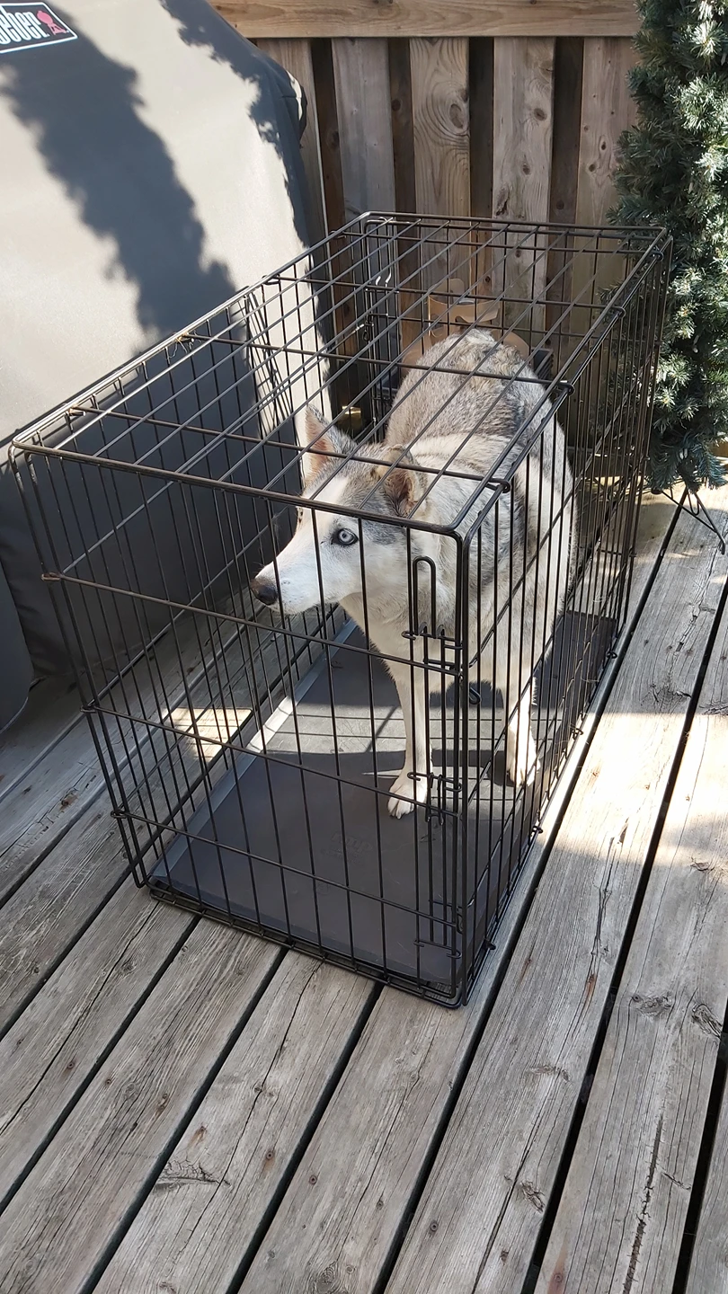 Metal Dog Cage thumbnail