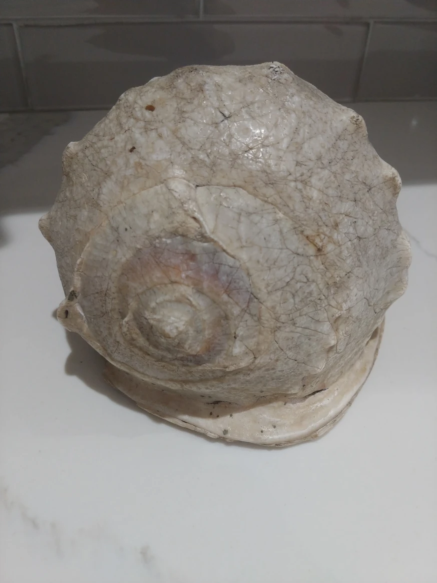 large king helmet shell. - photo 3