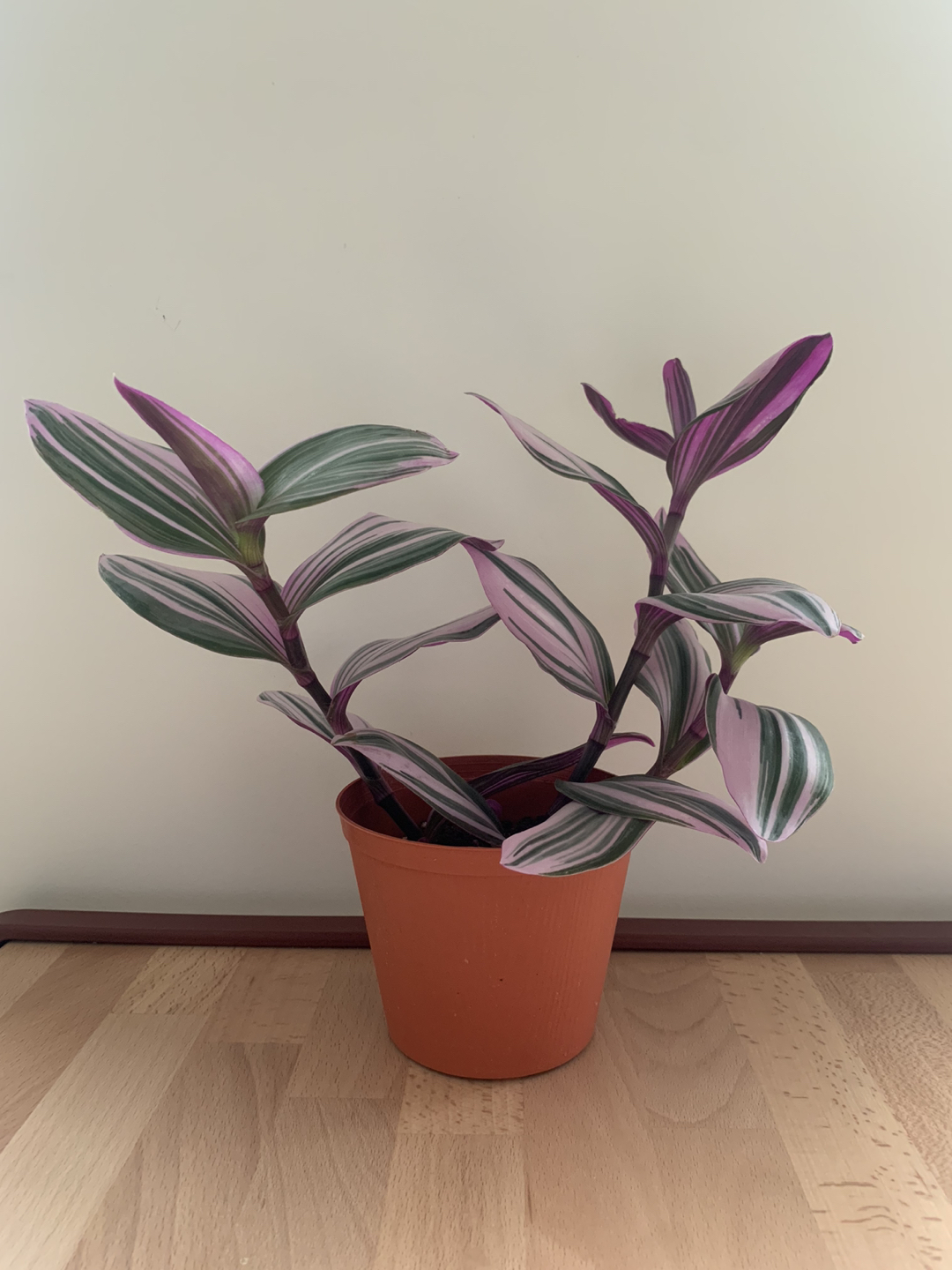 Tradescantia nanouk thumbnail