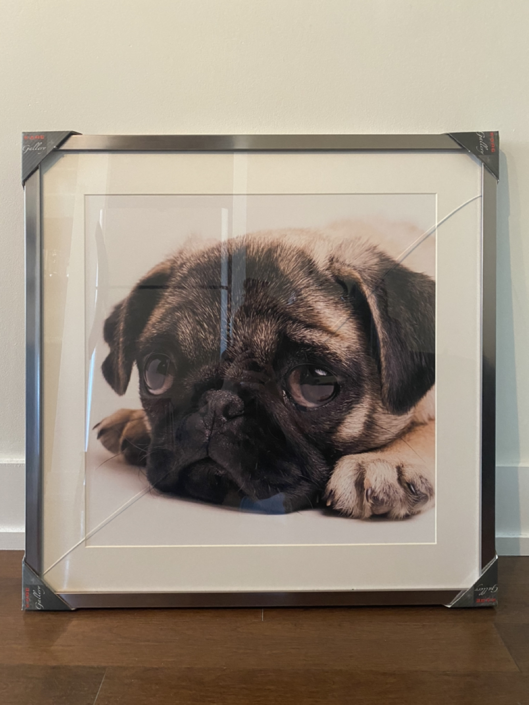 Pug picture