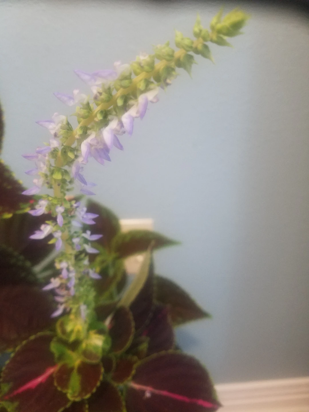 Coleus plant image indicator(2)