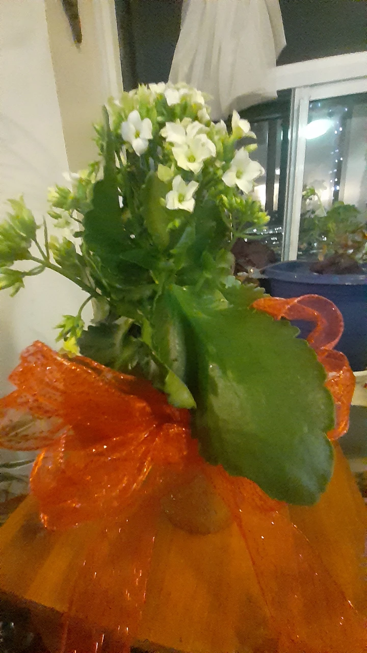 X-mas Kalanchoe - photo 2