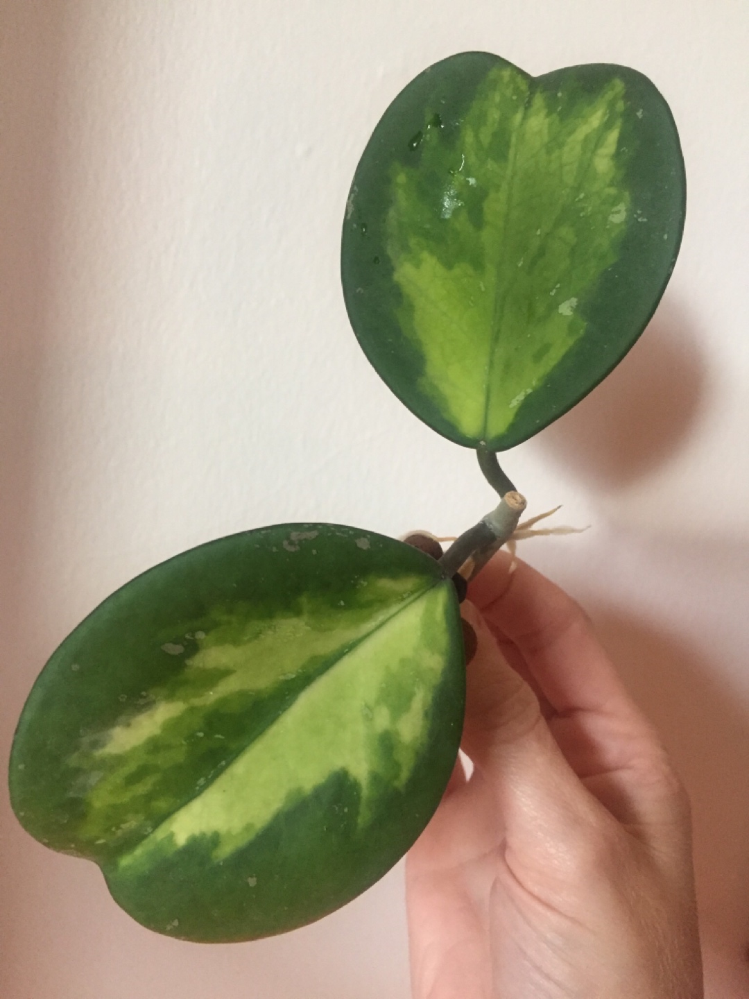Hoya Obovata Variegated thumbnail