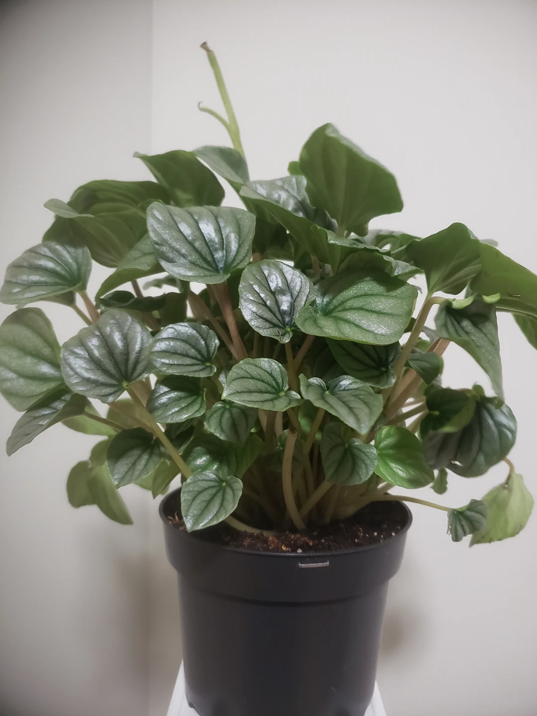 4" Peperomia Frost LIVE PLANT