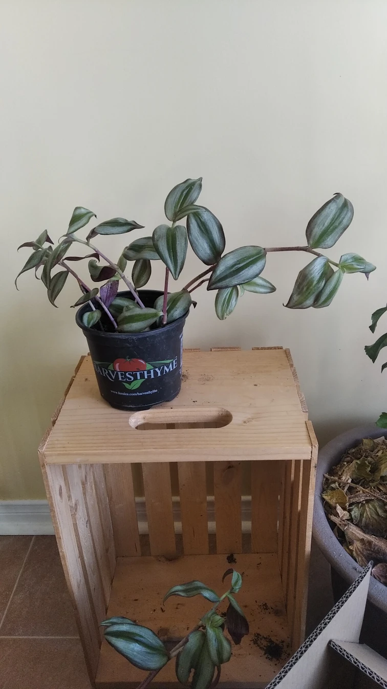 WONDER JEW PLANT thumbnail
