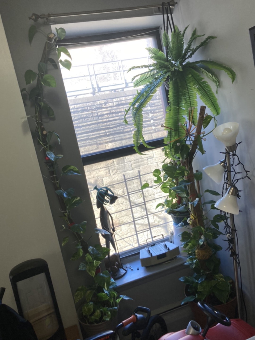 Money plant. Long